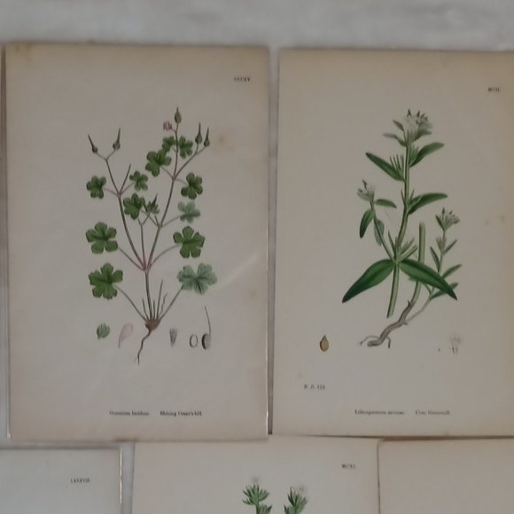 Vintage 1870 Botanical Prints Collectible - Picture 11 of 14
